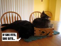 If It Fits I Sits