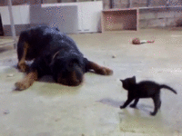 Cats