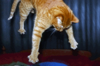 Wigglegrams