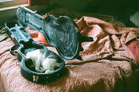 Cats