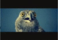 Reaction Faces