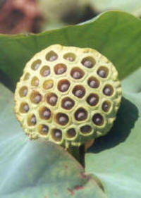 Lotus Pod Holes