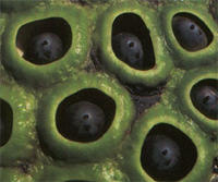 Lotus Pod Holes