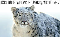 I Fucking Love Cocaine / Cocaine Bear