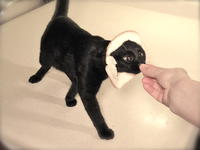 Breading Cats