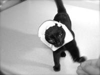 Breading Cats
