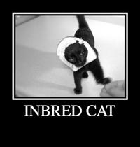 Breading Cats