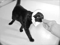 Breading Cats