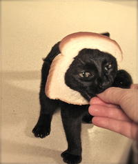 Breading Cats