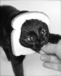 Breading Cats