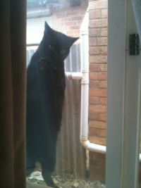 Cats