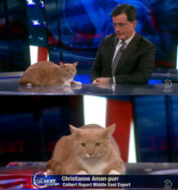 Cats