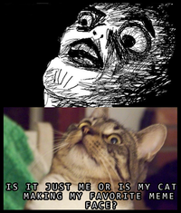 Cats