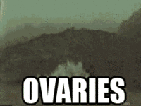 OVARIES