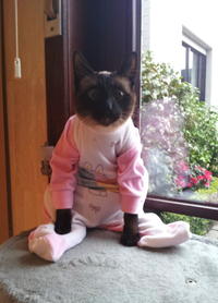 Cats