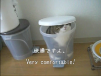 Cats