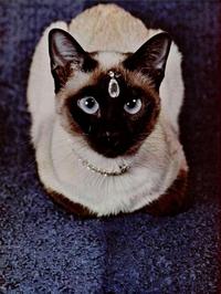 Cats