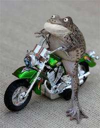 Get Out Frog / Frogout / Me Obrigue
