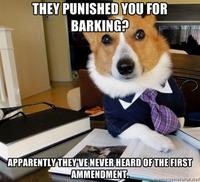 Lawyer Dog