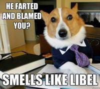 Lawyer Dog