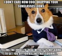 Lawyer Dog