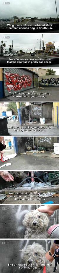 Obama the Eater of Dogs