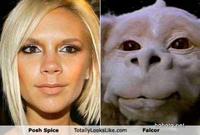 Totally Looks Like / Separated At Birth