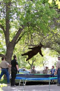 Falling Bear