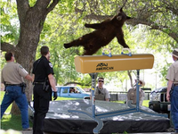 Falling Bear