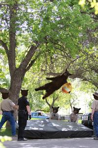 Falling Bear