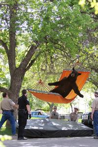Falling Bear