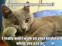 Willy Wonkat