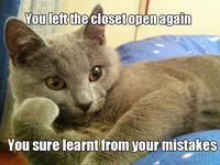 Willy Wonkat