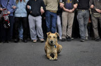 Dogs