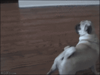 Dogs