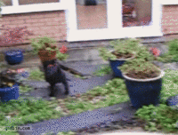 Dogs