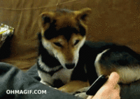 Dogs