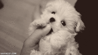 Dogs