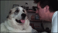 Dogs