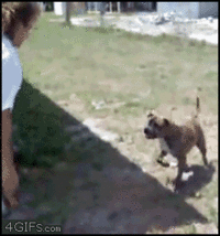 Dogs
