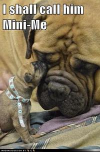 Dogs