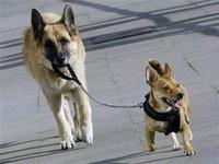 Dogs