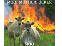 Evil Cows