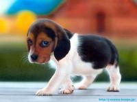 Dogs