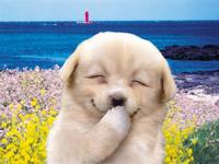 Dogs