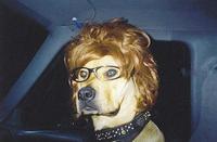 Dogs
