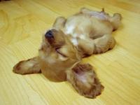 Dogs