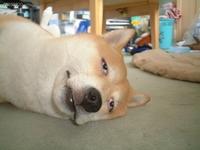 Dogs