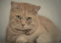 Reaction Faces