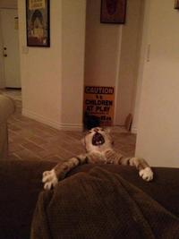 cat planet